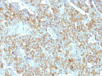 Chromogranin A(PHE5), CF594 conjugate, 0.1mg/mL