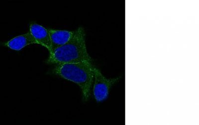 BNUB0487-0-1 BNUB0487 0 1- Immunomart