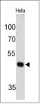 PAX7(PAX7/497), CF594 conjugate, 0.1mg/mL