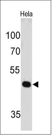 PAX7(PAX7/497), CF594 conjugate, 0.1mg/mL