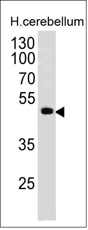PAX6(PAX6/498), CF640R conjugate, 0.1mg/mL