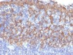 Cytokeratin 14(LL002), CF647 conjugate, 0.1mg/mL