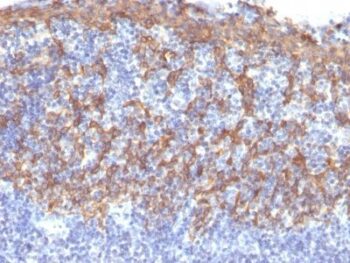 Cytokeratin 14(LL002), CF647 conjugate, 0.1mg/mL