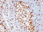 ZAP70(ZAP70/528), CF568 conjugate, 0.1mg/mL