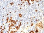 CD15 / FUT4 / Lewis x(FUT4/815 + BRA-4F1), 1mg/mL