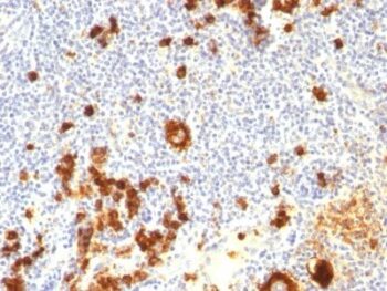 CD15 / FUT4 / Lewis x(FUT4/815 + BRA-4F1), 1mg/mL