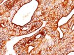 Cytokeratin 8(TS1), CF405S conjugate, 0.1mg/mL 1 BNUB0627-0-1