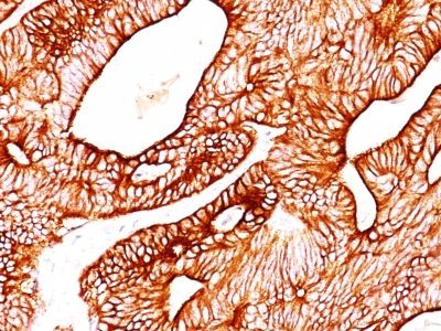 BNUB0627-0-1 BNUB0627 0 1- Immunomart