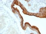 Mucin 1 / EMA / Episialin / CD227(VU-2G7), 1mg/mL