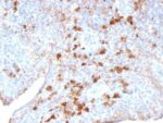 Human Lambda Light Chain(LAM03), CF405S conjugate, 0.1mg/mL