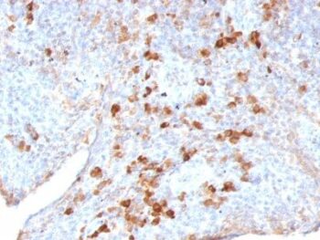 Human Lambda Light Chain(LAM03), CF405S conjugate, 0.1mg/mL