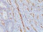 CD31 / PECAM-1(JC/70A), 0.2mg/mL 1 BNUB0639-0-1