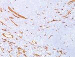 CD34(QBEnd/10), CF640R conjugate, 0.1mg/mL 1 BNUB0640-0-1