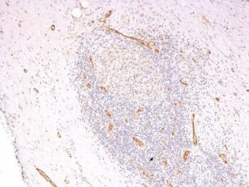 von Willebrand Factor(3E2D10 + VWF635), CF568 conjugate, 0.1mg/mL