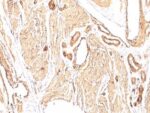 Smooth Muscle Actin(1A4), CF740 conjugate, 0.1mg/mL 1 BNUB0665-0-1