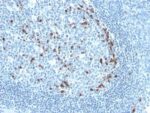 Human Kappa Light Chain(KLC709), CF405S conjugate, 0.1mg/mL