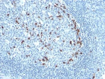 Human Kappa Light Chain(KLC709), CF405S conjugate, 0.1mg/mL