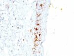 CD1a(C1A/711), CF405S conjugate, 0.1mg/mL