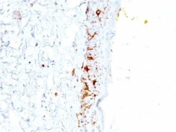 CD1a(C1A/711), CF405S conjugate, 0.1mg/mL