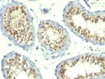 Thymidylate Synthase(TS106 + TMS715), CF740 conjugate, 0.1mg/mL