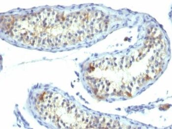 Prolactin Receptor(B6.2), CF594 conjugate, 0.1mg/mL