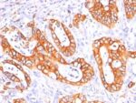 Mucin 1 / EMA / Episialin / CD227(GP1.4 + E29), CF488A conjugate, 0.1mg/mL