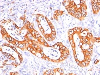 Mucin 1 / EMA / Episialin / CD227(GP1.4 + E29), CF488A conjugate, 0.1mg/mL