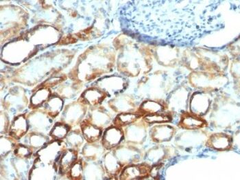 Mitochondrial Marker(MTC754), CF568 conjugate, 0.1mg/mL