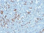 Human Kappa Light Chain(HP6053 + L1C1), CF740 conjugate, 0.1mg/mL