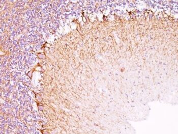 Neurofilament (H+L)(NF421 + NFL736), CF568 conjugate, 0.1mg/mL