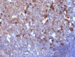 Human IgA Immunoglobulin(IA761), CF647 conjugate, 0.1mg/mL