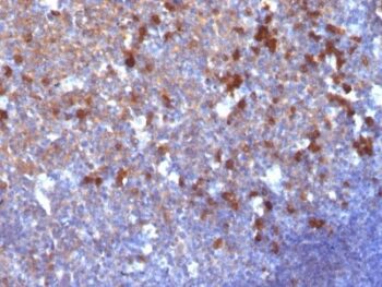 Human IgA Immunoglobulin(IA761), CF647 conjugate, 0.1mg/mL