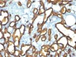 CD34(HPCA1/763), CF594 conjugate, 0.1mg/mL