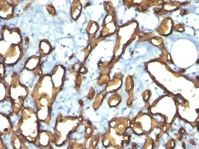 BNUB0763-0-1 BNUB0763 0 1- Immunomart