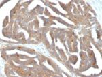 GnRH-Receptor (LHRH Receptor)(F1G4), CF405S conjugate, 0.1mg/mL 1 BNUB0767-0-1