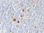 CD30(Ki-1/779), CF740 conjugate, 0.1mg/mL