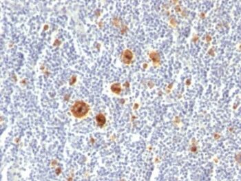 CD30(Ki-1/779), CF740 conjugate, 0.1mg/mL