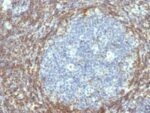 bcl-2(BCL2/782), CF568 conjugate, 0.1mg/mL