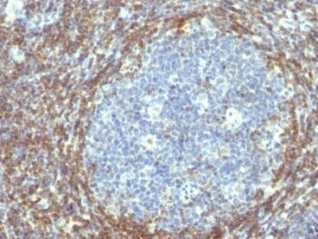 bcl-2(BCL2/782), CF568 conjugate, 0.1mg/mL