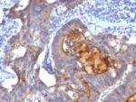 IgA Secretory Component(ECM1/792), CF647 conjugate, 0.1mg/mL