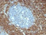 bcl-2(BCL2/796), CF740 conjugate, 0.1mg/mL