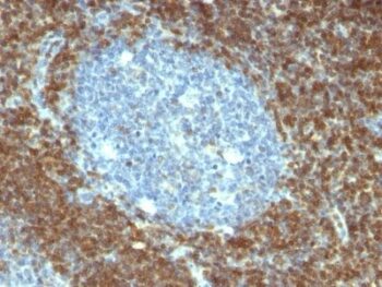 bcl-2(BCL2/796), CF740 conjugate, 0.1mg/mL