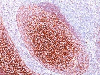 CD35 / CR1(CR1/802), CF740 conjugate, 0.1mg/mL