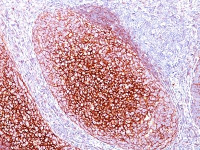 BNUB0802 0 1- Immunomart