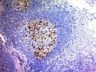 BNUB0804 0 1- Immunomart