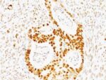 p53(TRP/817), 1mg/mL