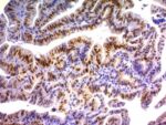 p21 / WAF1(DCS-60.2), CF647 conjugate, 0.1mg/mL