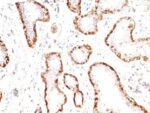 Calponin-1(CNN1/832), CF405S conjugate, 0.1mg/mL