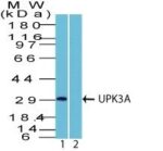 pgp9.5 (UCHL-1)(UCHL1/841), CF640R conjugate, 0.1mg/mL