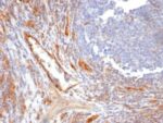 CD31 / PECAM-1(C31.10), 0.2mg/mL 1 BNUB0848-0-1